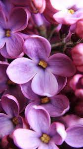 720x1280 Lilac Pink Close Up Wallpaper Lilac Lilac Flowers Fruit Wallpaper
