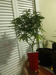 We are not talking about intensive production here but it shows just how flexible and efficient the system can be. Bonsai Mother Plants Growroom420 Cannabis Growing Forum