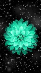Teal Flower Wallpaper Flower Iphone Wallpaper Pretty Wallpapers