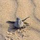 Member Wild Saturdays: Sea Turtles
