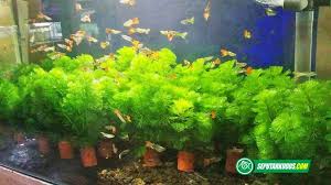 Ikan hias komet comet goldfish mas air tawar: Sukses Jual Ikan Hias Sugi Berinovasi Membuat Aquascape Pelanggan Bertambah Banyak Beta News