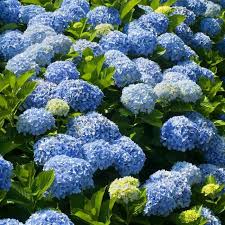Maybe you would like to learn more about one of these? Nikko Blue Hydrangeas For Sale Fastgrowingtrees Com