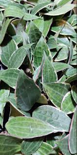 Image result for Carvalhoa macrophylla
