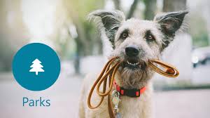 Последние твиты от microsoft bing (@bing). Christopher Bing On Twitter A Dog Called Bing Won The Dickin Medal For Bravery In Ww2 Https T Co Anlvl5plk2 Nationaldogday