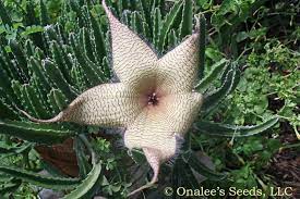 Many desert cacti bloom in response to a cool, dry, dormant period. Starfish Cactus Flower Carrion Flower Stapelia Gigantea Unrooted Cuttings