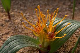 Image result for Daubenya