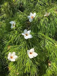 We can help you with this, since we. Acacia Cognata Cousin Itt At San Marcos Growers Wholesale Nursery Is 3 Tall X 10 Wide Flowers Are From Tree Above Cord Wild Olive Wholesale Nursery Shrubs