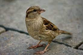 Spatz m (plural spatze, diminutive spätzli). Die Stunde Des Spatzen Klimareporter