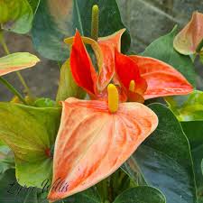 Image result for Araceae