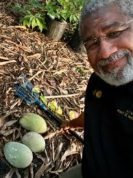 Daily harvesting in Orlando
