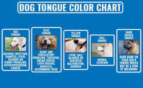 dog tongue 10 must know facts about the dogs health