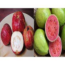 The guava tree will grow as tall as 8' and about 8' wide. Buy Bonsai Guava Two Variants Combo Apple Guava And Hafshi Guava Pack Of 30 Seeds Online 199 From Shopclues