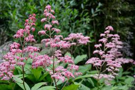 Image result for Searsia rogersii