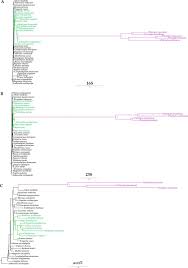 Image result for Pilostyles aethiopica