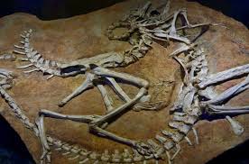 2>the other split is between 'supposed meditteranean predecessors' and 'supposedly meditteranean predecessors'. How Do We Know The Age Of Dinosaur Fossils My Dinosaurs