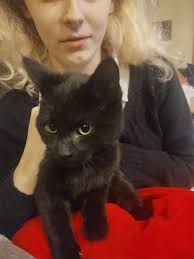 Trying to find the owner of this cute kitten