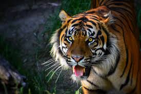 The guineafowl puffer uses its pronounced teeth to feast on everything from coral to sponges and mollusks! Tiger Teeth Facts That Will Blow Your Mind