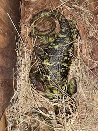 Image result for Pycnostachys coerulea