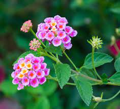 Lantana Camara Flower Tropical Flowers Flower Names Flowers