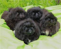 Black And White Pekingese Puppies Black Pekingese Pups Ohhhhh Look At Those Cute Faces Sweetblackpugs Pekingese Puppies Cute Puppies Baby Dogs