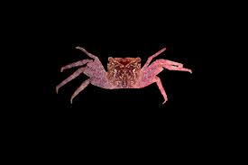 We did not find results for: Top 15 Species Discoveries From 2020 Photos