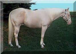 What Is A Cremello See more ideas about criollo, horses, horse breeds. what is a cremello