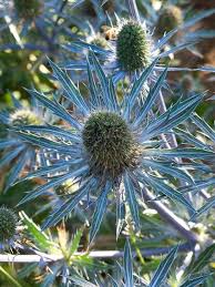 Maybe you would like to learn more about one of these? Top 12 Summer Blooming Perennials For Deer Resistant Drama Drought Tolerant Perennials Sea Holly Perennials