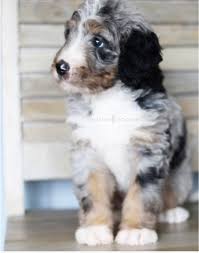 Bernese moutain dog, bernedoodle, and australian mountain doodle puppies for sale in utah, idaho, and more. Merle Bernedoodle Burmese Mountain Dogs Puppy Time Bernedoodle