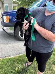 Maybe you would like to learn more about one of these? Gimme Shelter How The Pandemic Affects Interstate Animal Transports To Vermont The Animal Issue Seven Days Vermont S Independent Voice