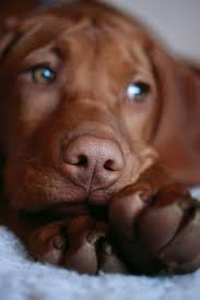 Saturday Morning Vizsla Dog Lovers Beautiful Dogs