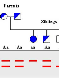 The tag is used to limit the search to articles for which major subjects are represented by terms included in the nlm mesh database. Utah S History Of Genetic Innovation Restriction Fragment Length Polymorphism University Of Utah Health