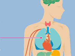 A nephron consists of a filtering unit of tiny blood vessels called a glomerulus attached to a tubule. The Effects Of Metastatic Renal Cell Carcinoma On The Body