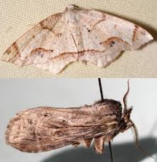 Image result for Ericinella