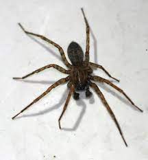 Maybe you would like to learn more about one of these? Basement Spider Coras Bugguide Net