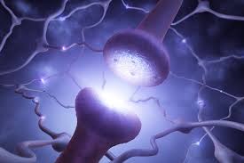 Resultado de imagem para neurônios