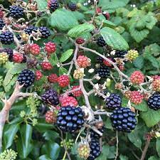 As you may know, wild blackberries thrive in the damp northwest climate. Which Hedgerow Berries Are Safe For My Dog To Eat