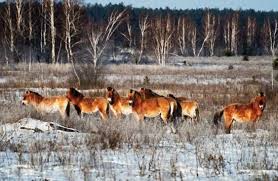 Dogs of chernobyl, bath, michigan. Horses Bears Eagles The Hardy Wildlife Flourishing In Radioactive Chernobyl