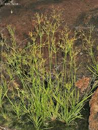 Image result for Fimbristylis