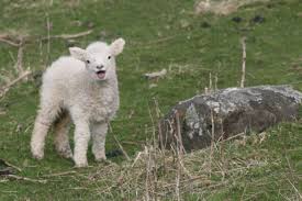 Cute Sheep Images North Wapiti Blog Sheep Sheep Everywhere Sheep Animals Canadian Dogs Animal Rights Quotes
