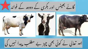 Benefits Of Cow Buffalo And Goat Milk Benefits Of Milk In Urdu Youtube Buffalo milk contains more calcium, better calcium: