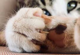 My wife and i have tried to pull it out only to listen to jake's wails and we'd stop because it obviously hurts. How To Prevent Cat Ingrown Nails Zooawesome