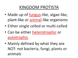 Domain Eukarya The Four Kingdoms Ppt Download