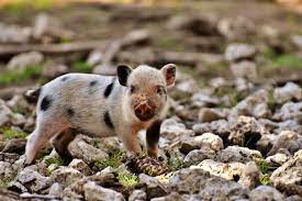 How To Take Care Of Mini Pigs As Pets (Care Sheet & Guide 2022) | Pet Keen