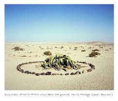 Image result for Rhabdophyllum welwitschii