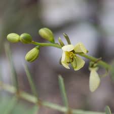 Image result for Senna italica