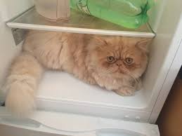 This sweet, gentle soul normally makes for a very laid back companion in the house. Are Persian Cats Smart Persian Cat Corner