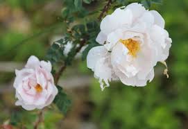 Scotch rose
