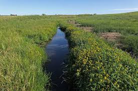 Image result for Bidens kirkii