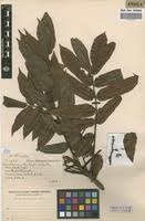 Image result for Pachylobus edulis