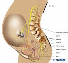 Image result for Active Labor Anesthesia